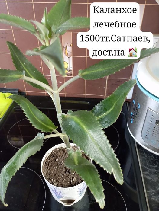 Каланхоэ лечебный