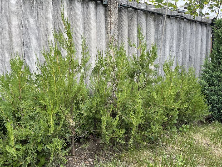 Braduti de gradina 35 lei bucata