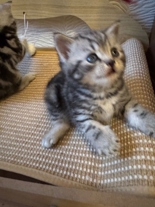 Котята Британцы 1,5 месячные