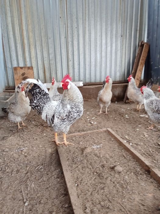 Куры несушки Борковская Барвистая