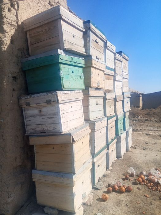 Asal ari yashik sotiladi