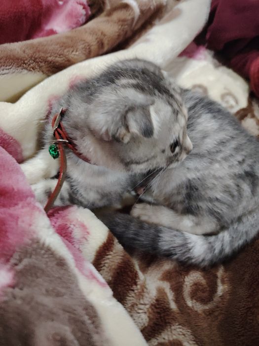 Кошка скоттиш фолд девушка маленькая