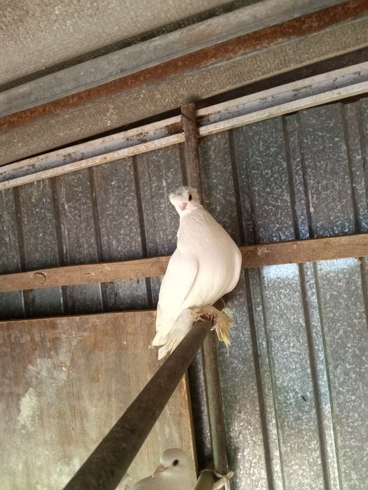 Продаётся пара белых двухчубые, валерные