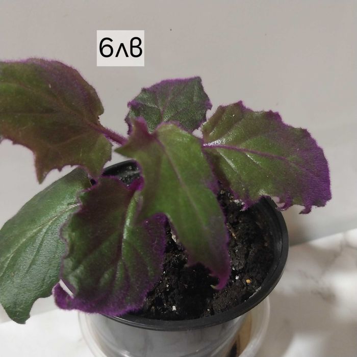 Стайни цветя в продажба