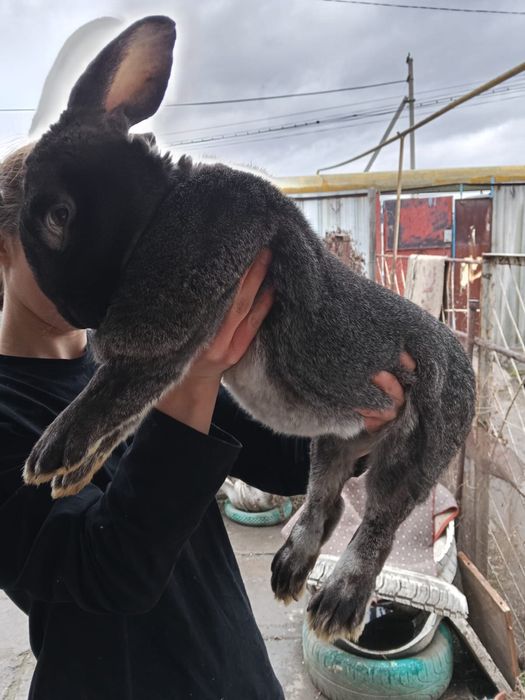 Крол чистокровный, молодой