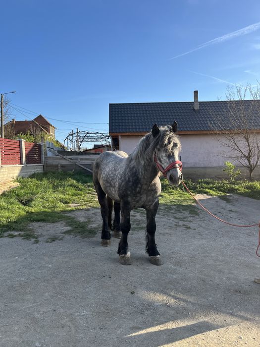 Vand Armasar de 3 ani