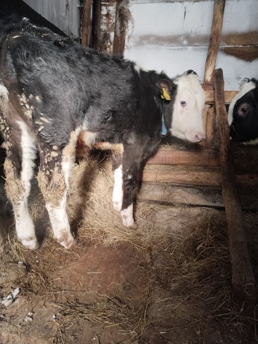 Продам Бычкова.  .