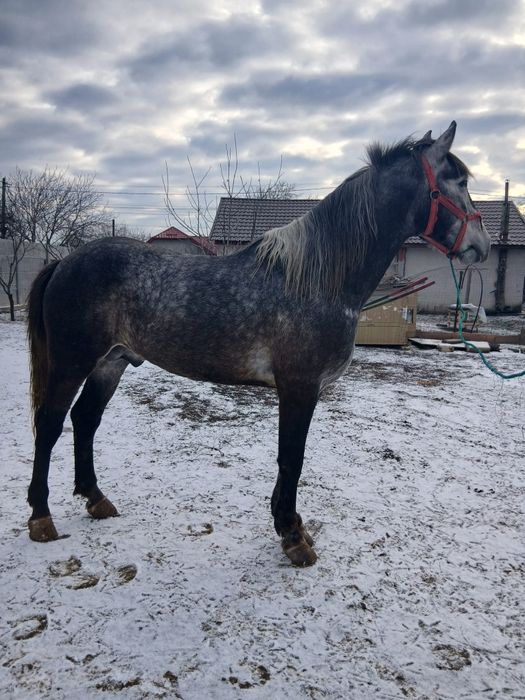 Mânz semigreu și armăsar lipițan