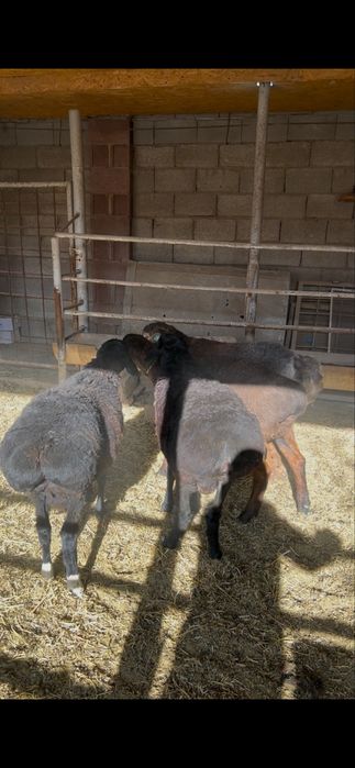 Кой кошкар баран