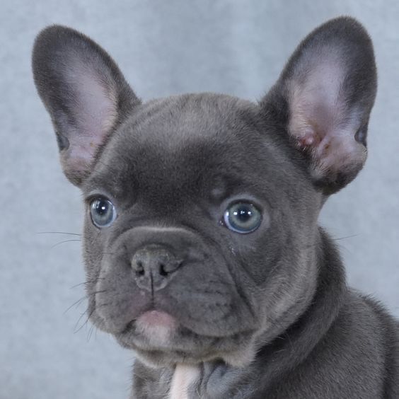 Bulldog francez femela