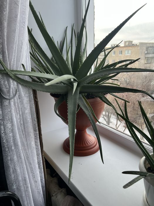 Комнатные большие цветы