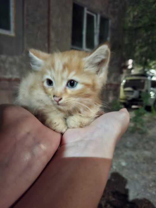 Котята в добрые руки