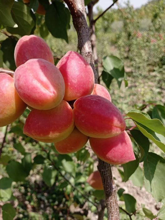 Урик олма гилос шофтоли нок барча турдаги мевали кучатлар бор