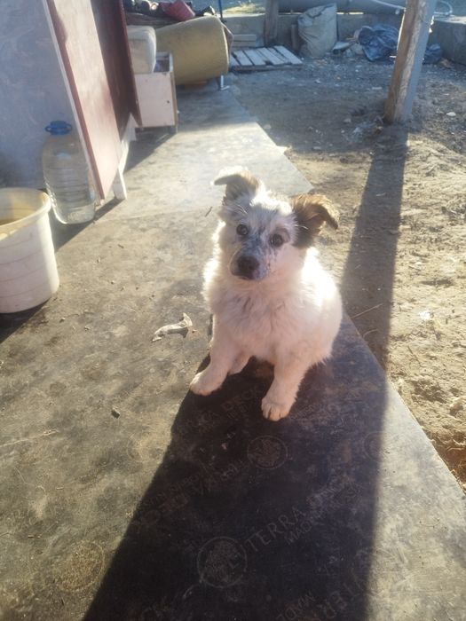 Отдам щенка девочка