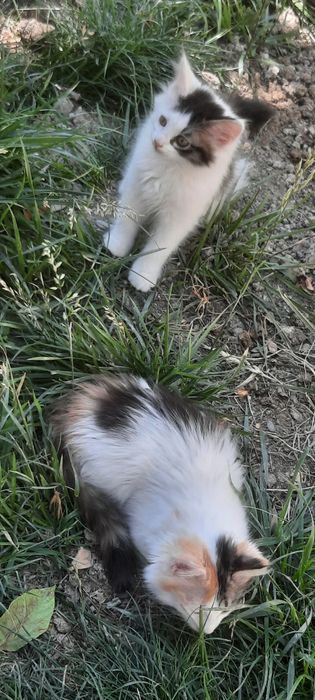 Бесплатно котята