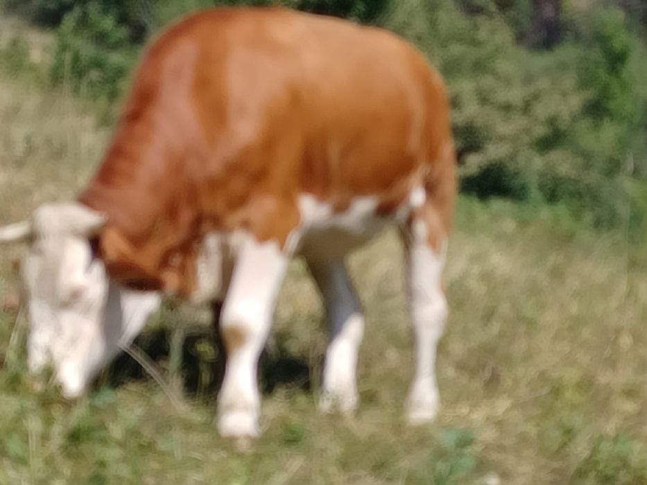 Vând juninci gestante din mame cu origine