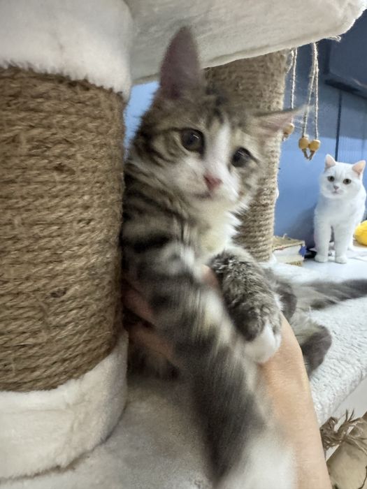 Умные Котята ищут дом