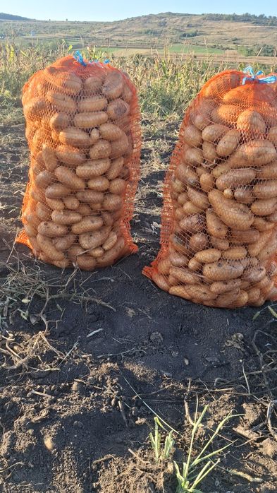 Cartofii de sămânță și de consum