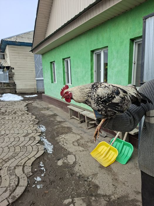Продам петуха молодой
