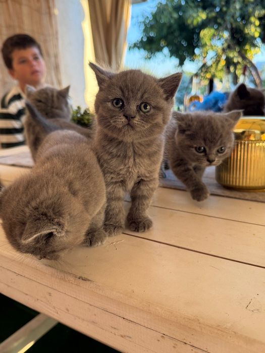 Британски котенца
