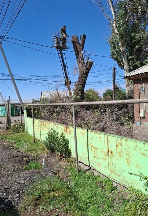 Спил дерево агаш кесемиз