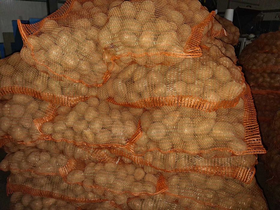 vand cartof samanta alb Jelly,rosu Bellarosa si Red fantazy