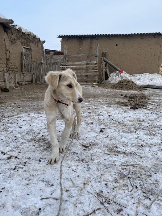 Тазы күшік хабарласамыз