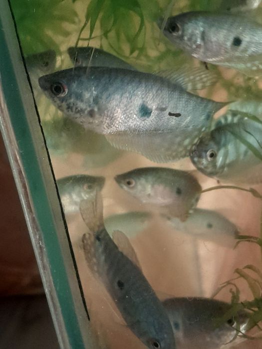 Аквариумные рыбки