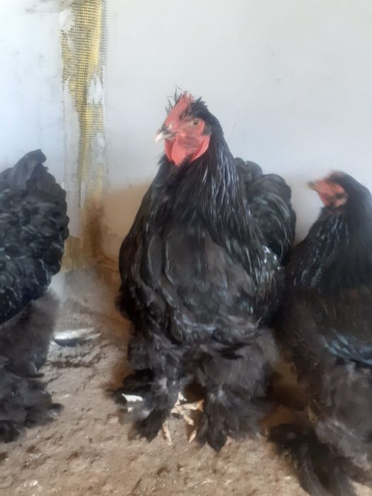 Familie cochinchina urias  pe negru