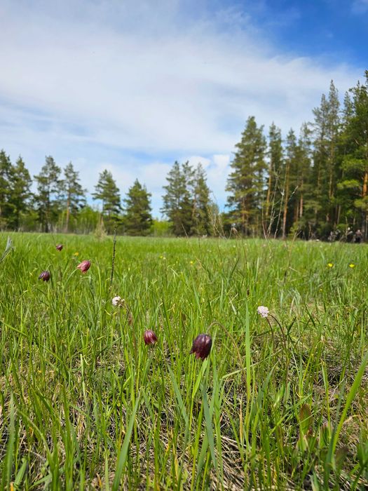 Продам участки в лесном массиве