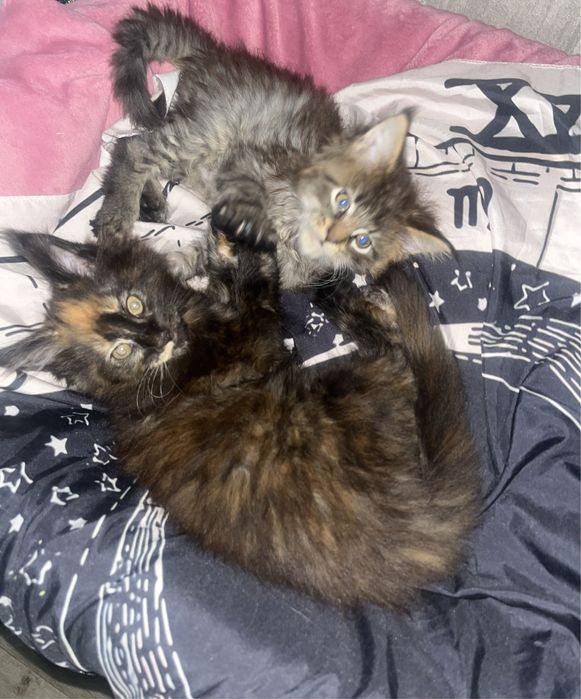 Черепашка мейкун девочка