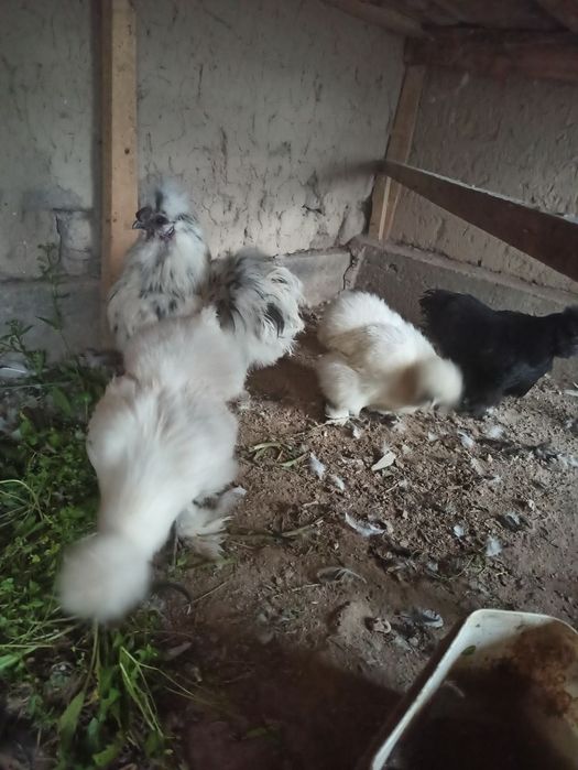 Sholk Amerkanskiy paroda besh panja ko'k terili go'shti tumshuq ko'k