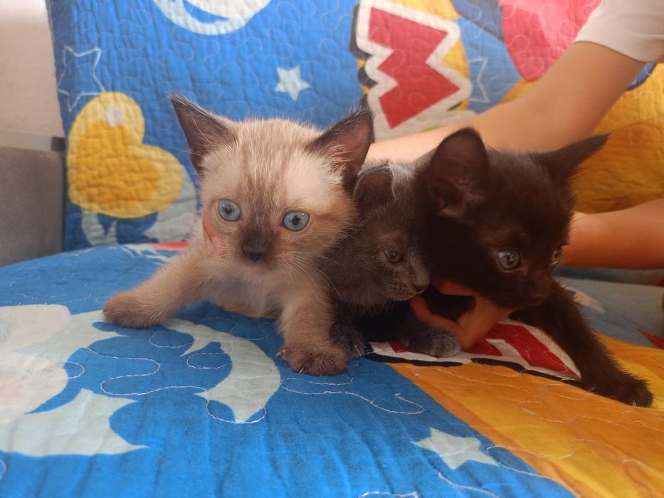 Отдам котят бесплатно