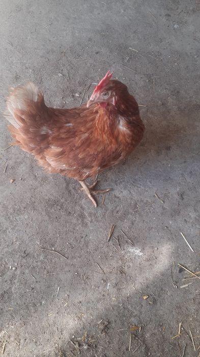 Vând gaini roși de oua