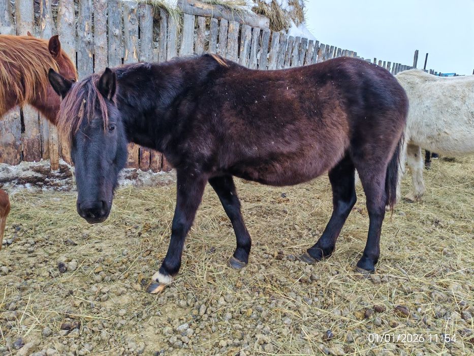 Продам лошадей до 15 голов