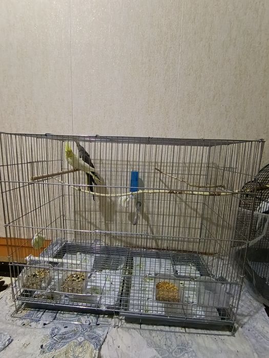 Папугай карелла пара