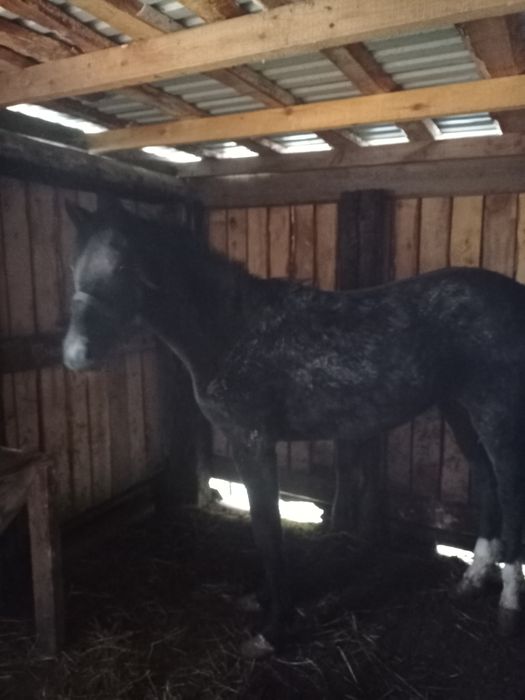 Продам недорого  2года тай