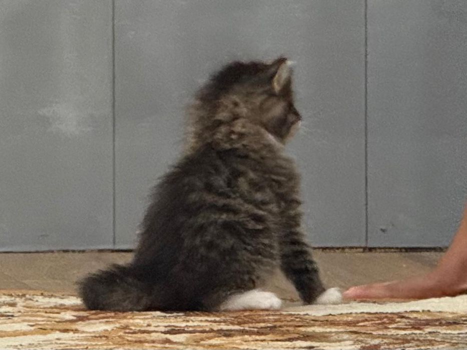 Отдам котят в добрые руки