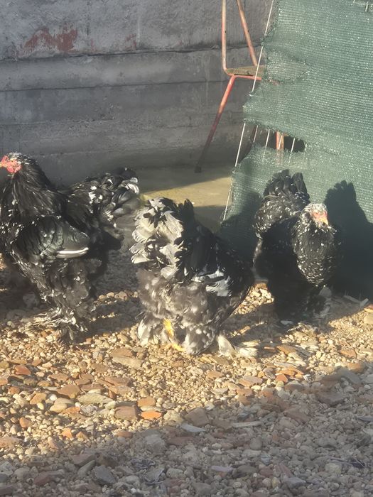 Ouă brahma pentru incubat