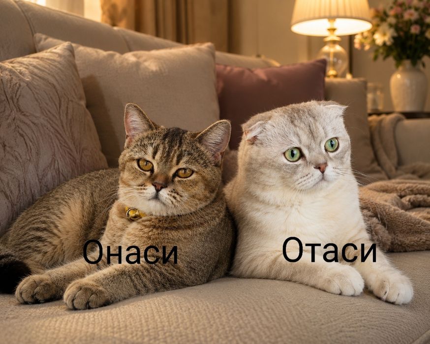 котята,  Zoti: Scottish Fold (Скоттиш-фолд) продаётся