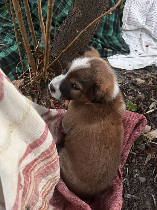 Отдам щенков в доьрые руки