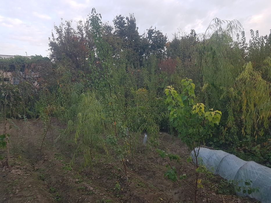 Mevali va manzarali koʻchatlar