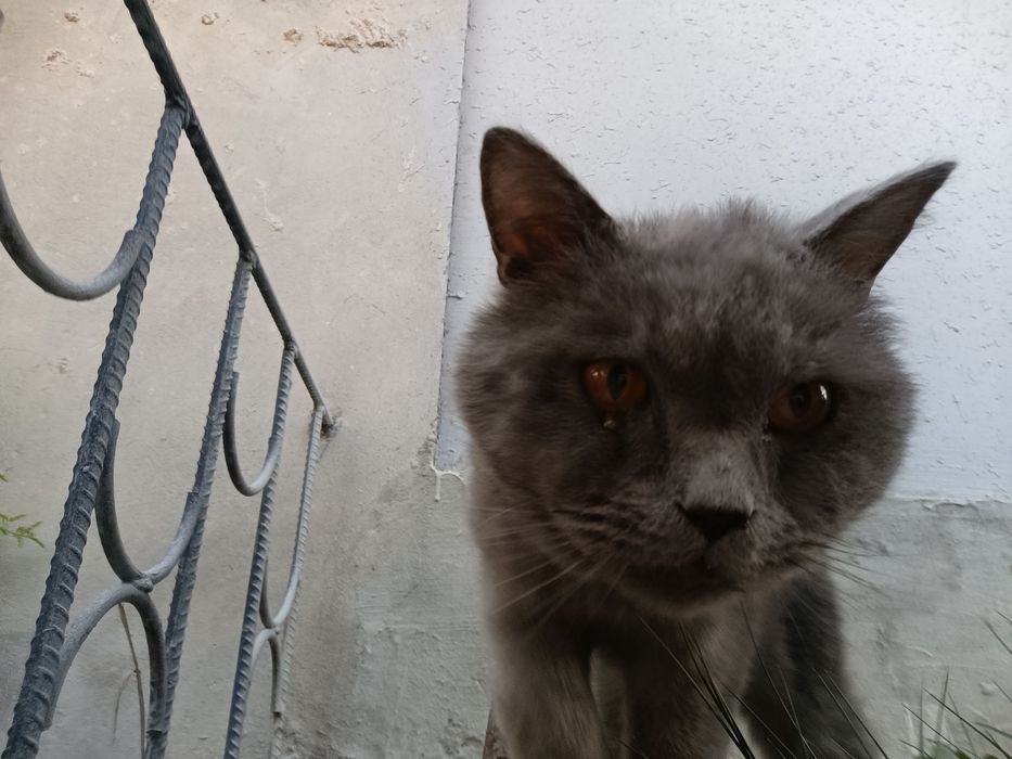 Отдам в хорошие руки кот ласковый