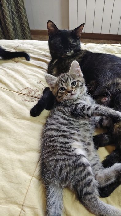 Отдам котят в хорошие руки