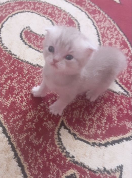 Продам Британских котят