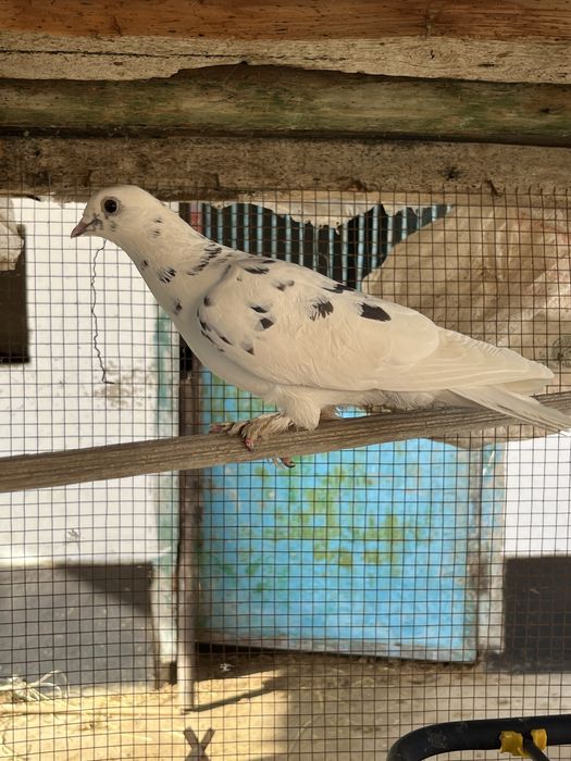 Кептер бар барник 2500 парник жок 1000