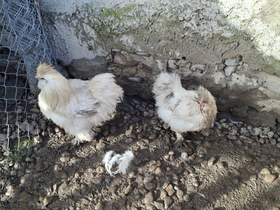 Gaini matase japoneza