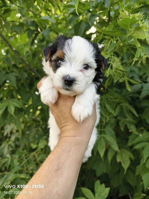 Продам щенков  бивера.