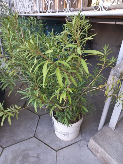 Цветы аляндра.белые .розовые