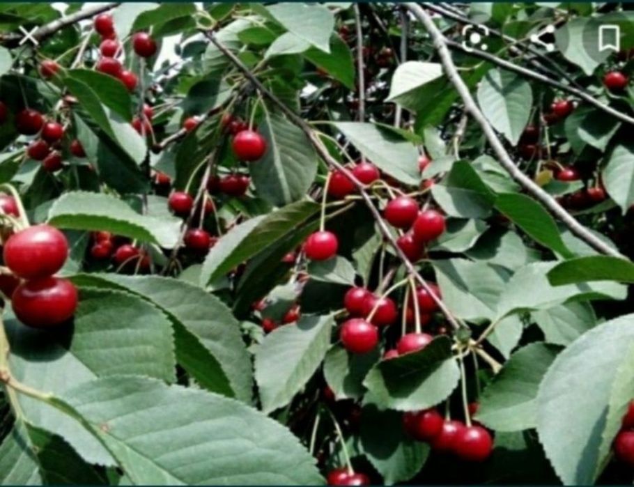 Растения, Тошкент, Самарканд.